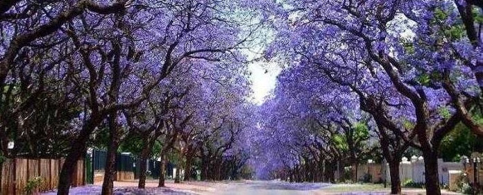 গাছ যখন লাগাবেন- তখন পাওলোনিয়া গাছ নয় কেন?