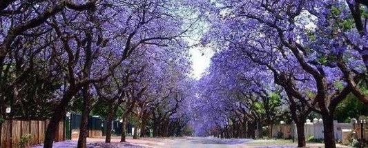 গাছ যখন লাগাবেন- তখন পাওলোনিয়া গাছ নয় কেন?