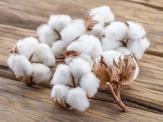 What Is Cotton? A Complete Guide to the History, Characteristics, and Uses of Cotton